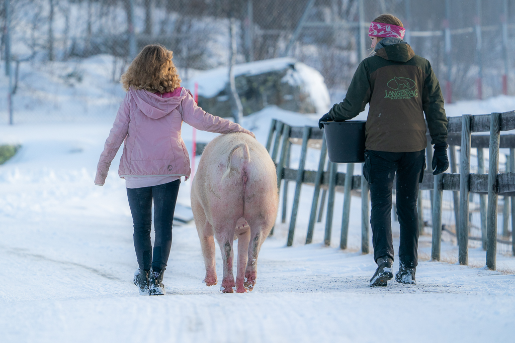 Peppa gris på tur