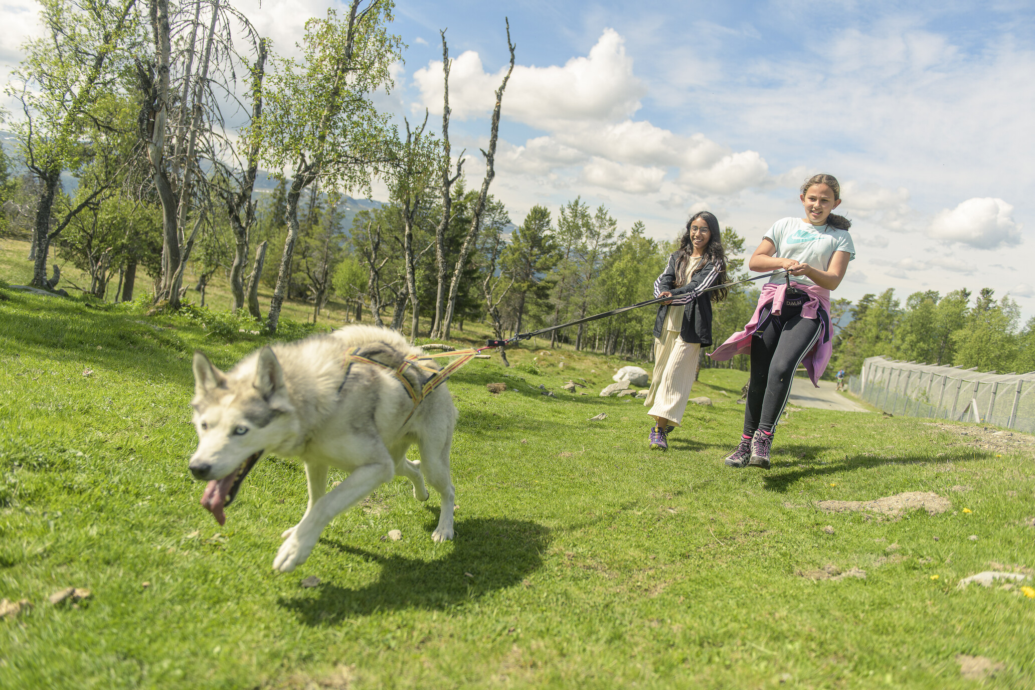 Fjellvandring med husky