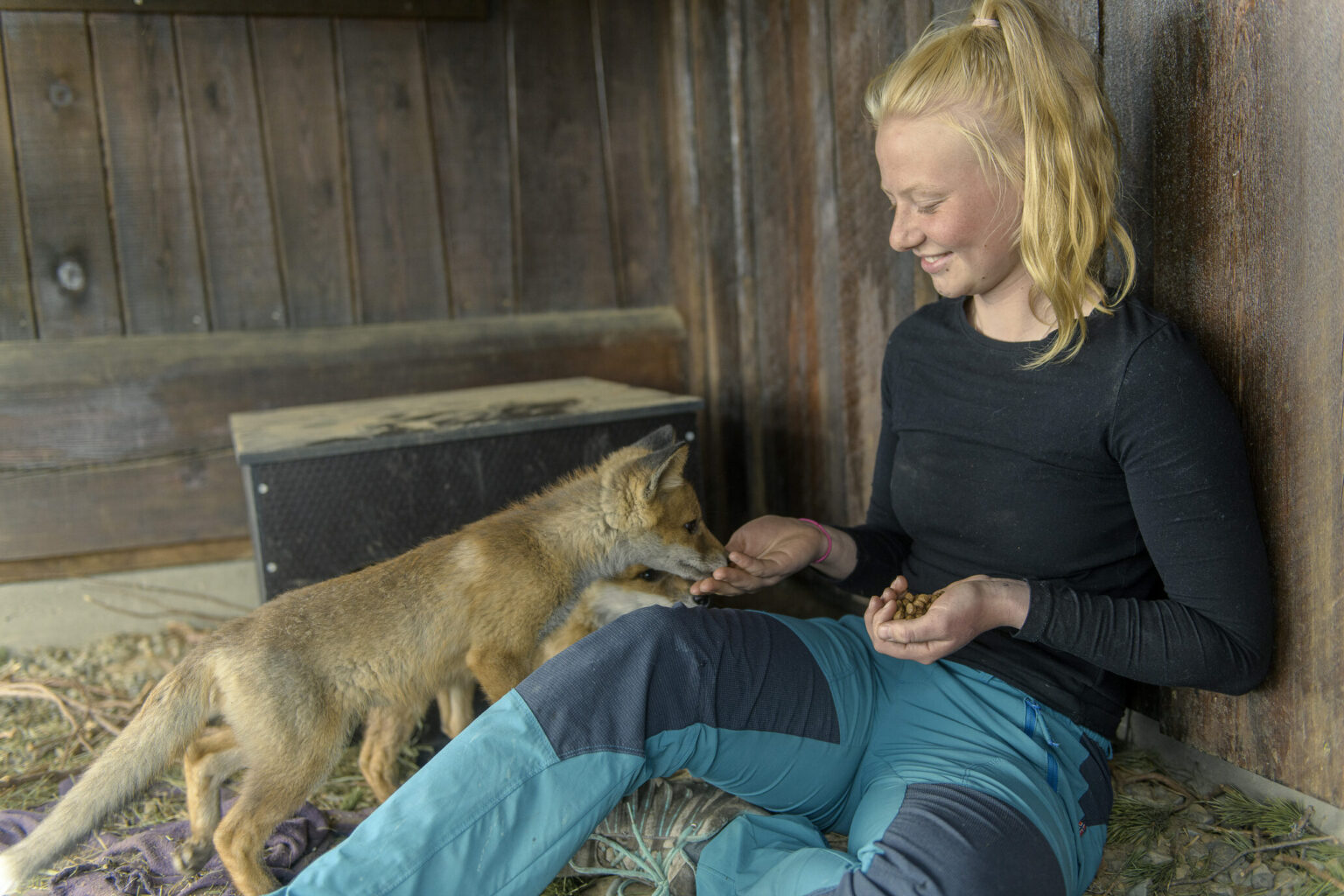 Sosialisering av rødrev