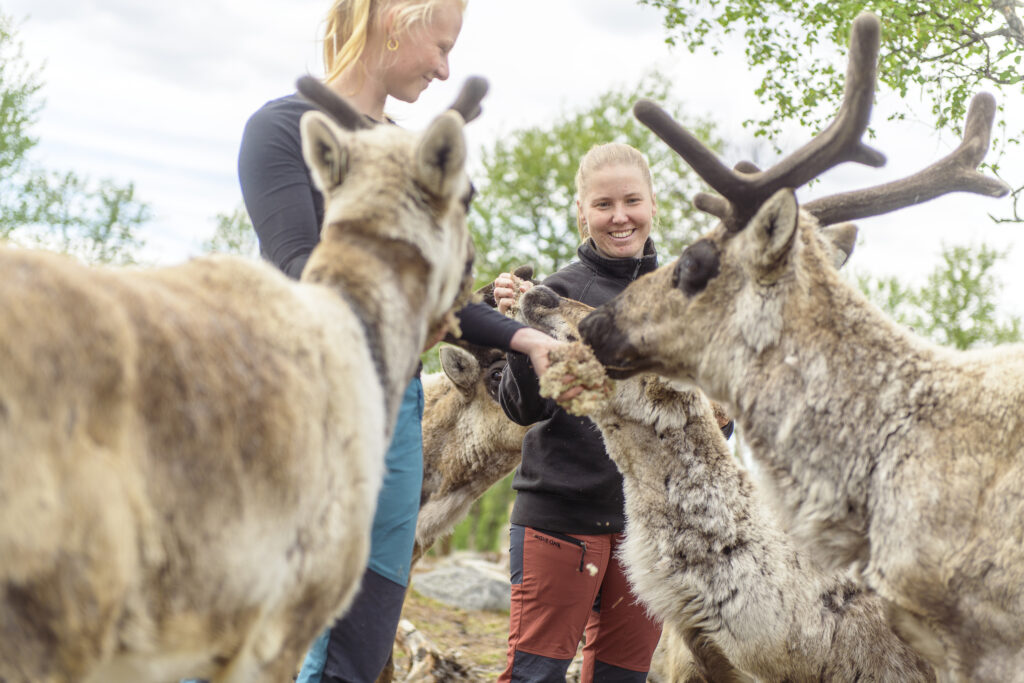 Foring av reinsdyr