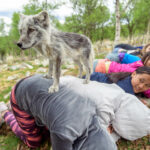 Nærkontakt med fjellrev med revemassasje under revecamp på Langedrag