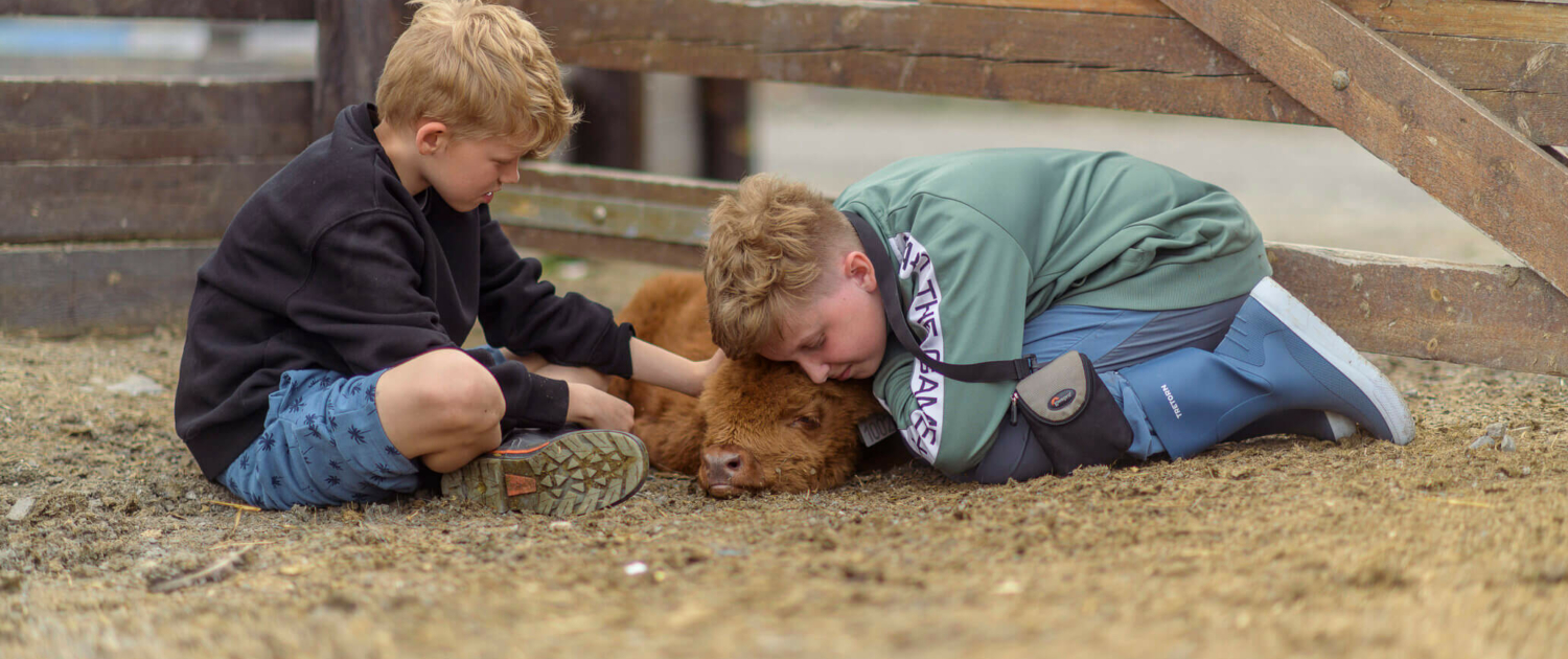 Barn koser med skotskhøylandsfe kalv