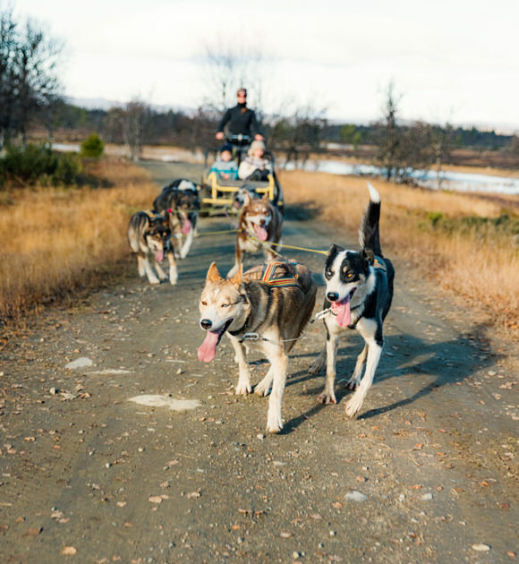 Hundekjøring med vogn på Langedrag
