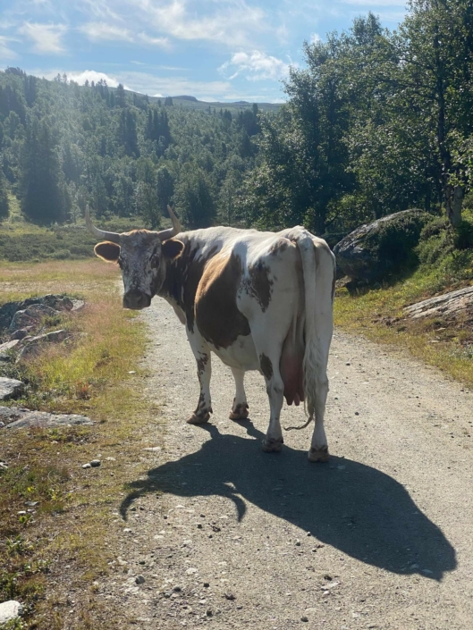 The cow from Telemark