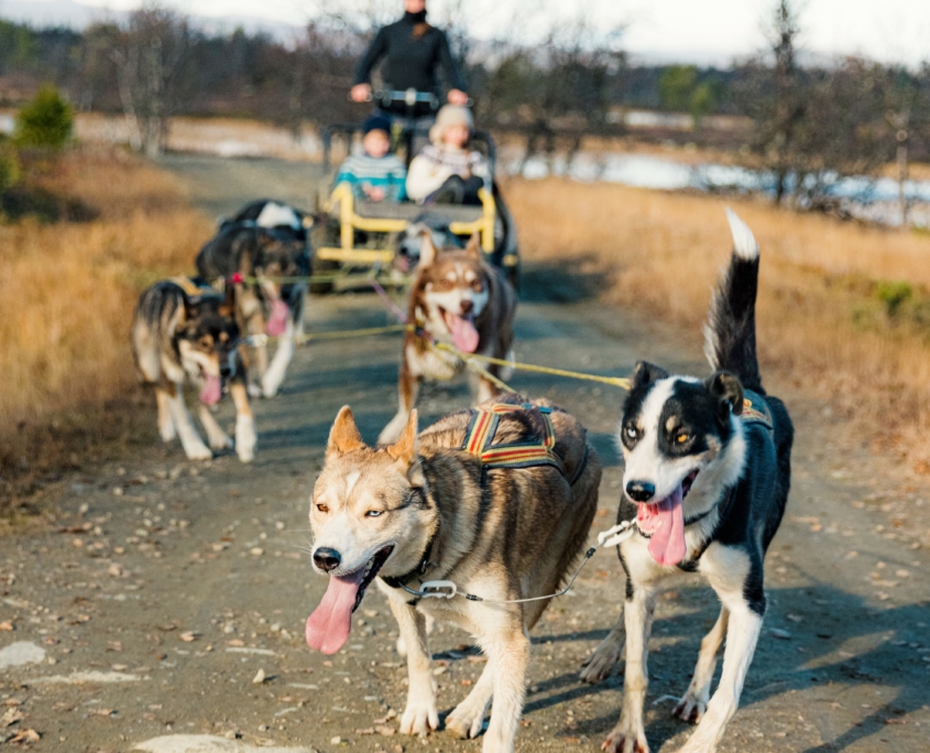 Hundekjøring høst på Langedrag