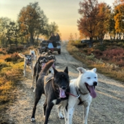 Hundekjøring i sol