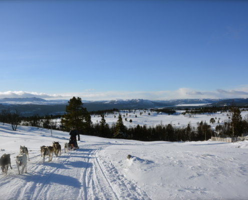 Vårtur hundekjøring