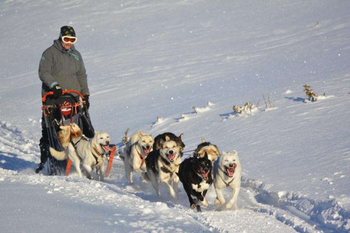 Hundekjøring vinter