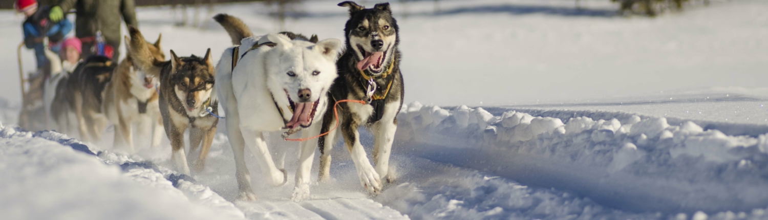 Hundekjøring vinterbilde