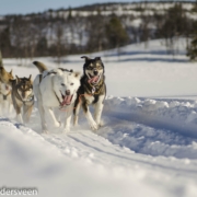 Hundekjøring vinterbilde