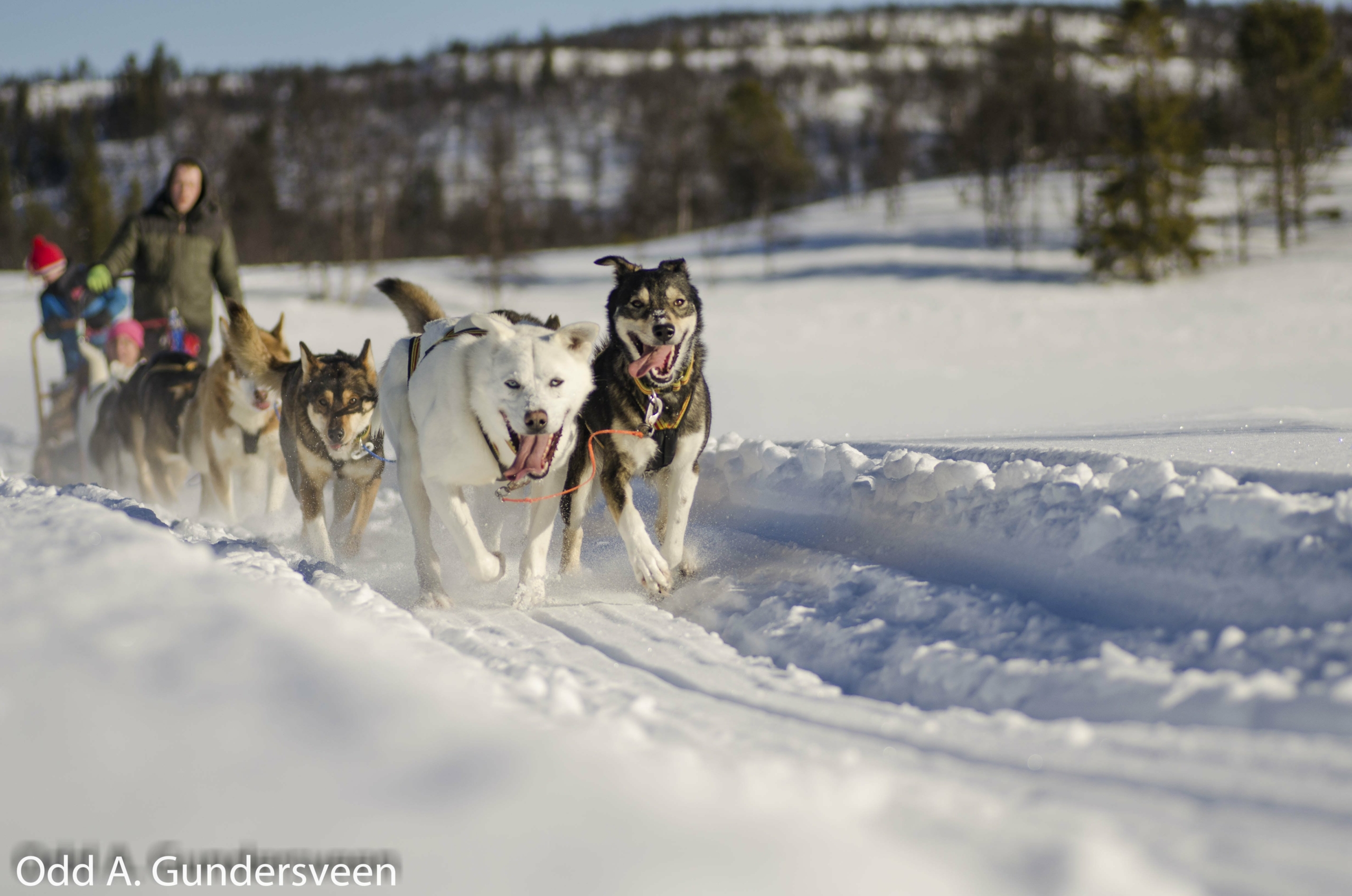 Hundekjøring vinterbilde