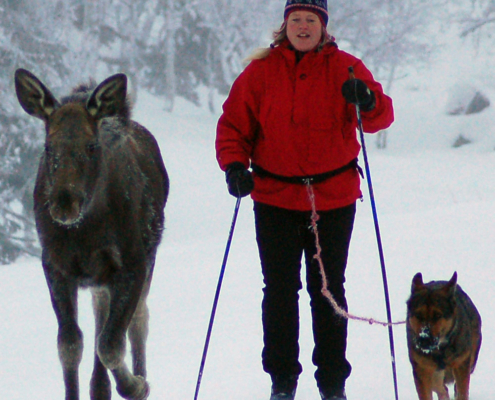 Skitur med elg og hund