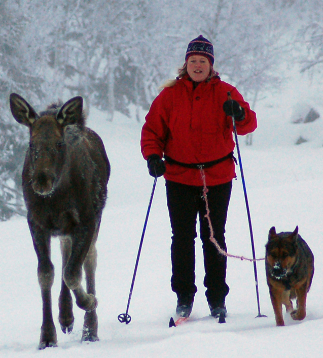 Skitur med elg og hund