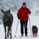 Skitur med elg og hund