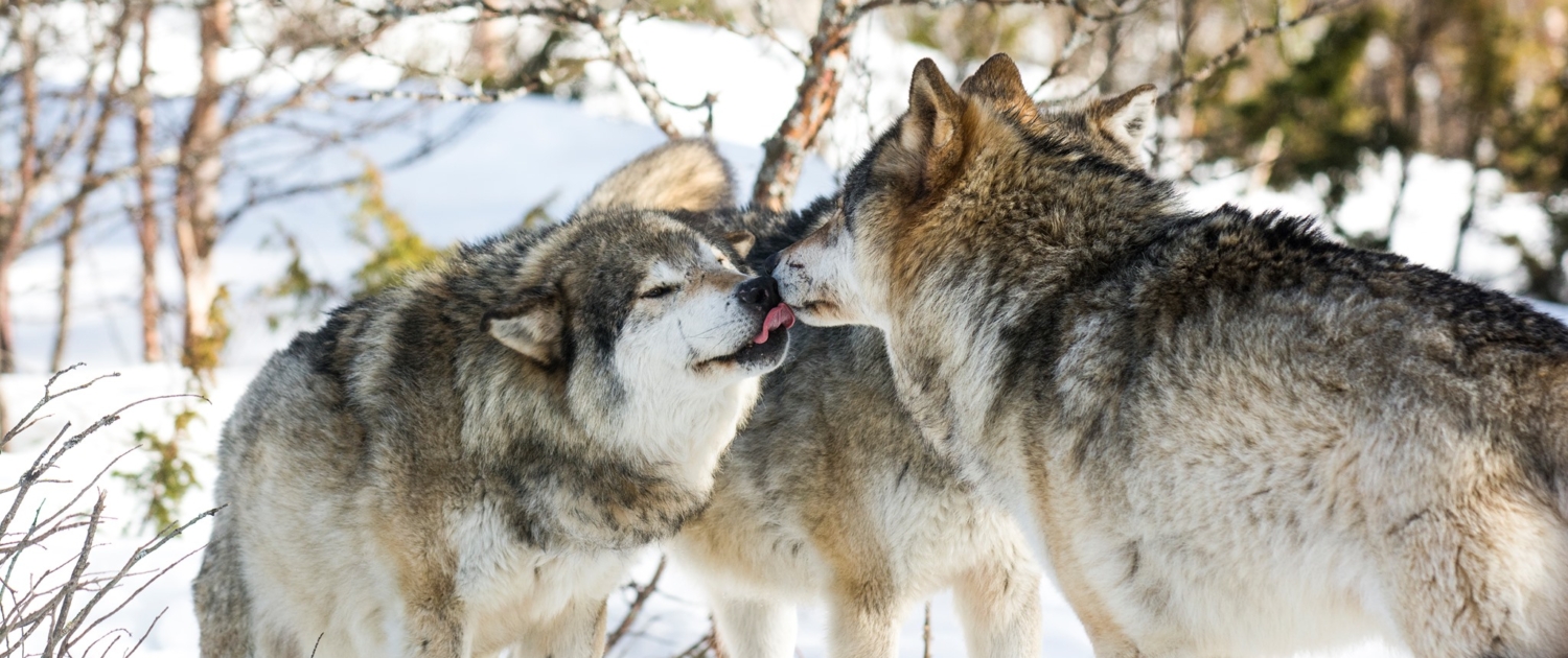 Ulv på Langedrag Naturpark