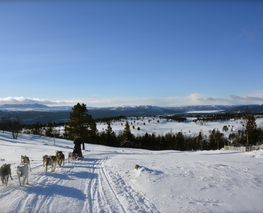 Hundekjøring