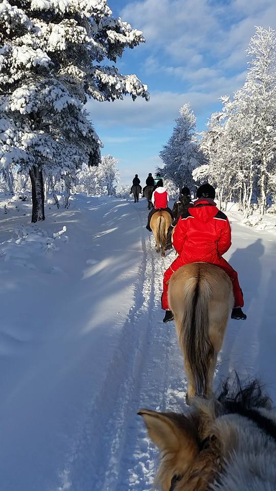 En ridetur i snøkledd skog